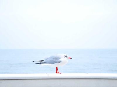 体育百科